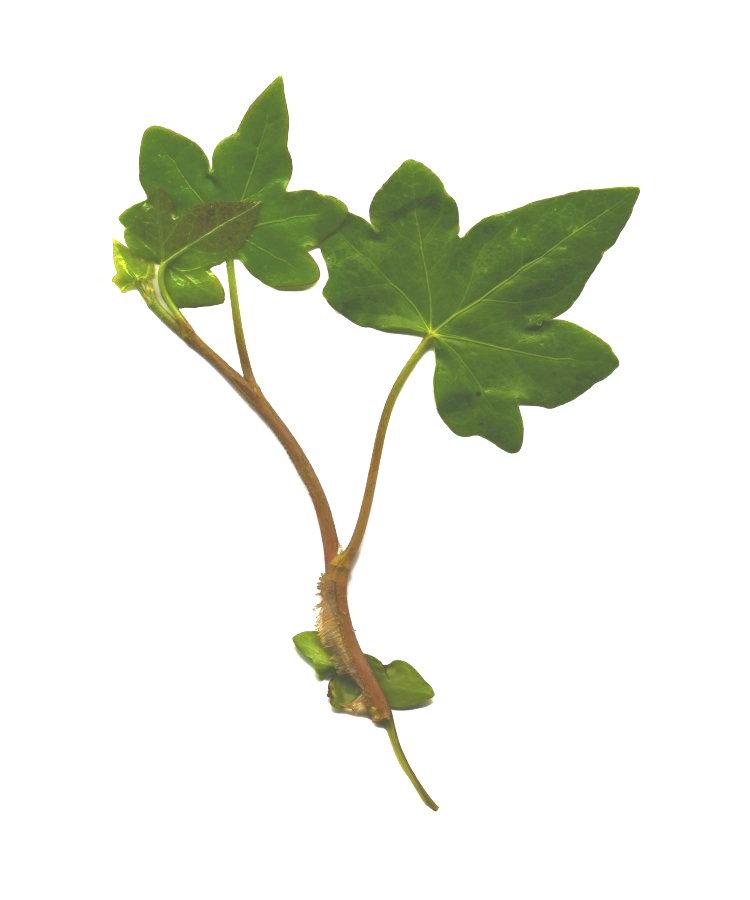 English Ivy 1
