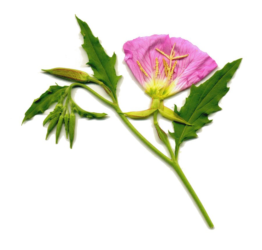 Primrose 1