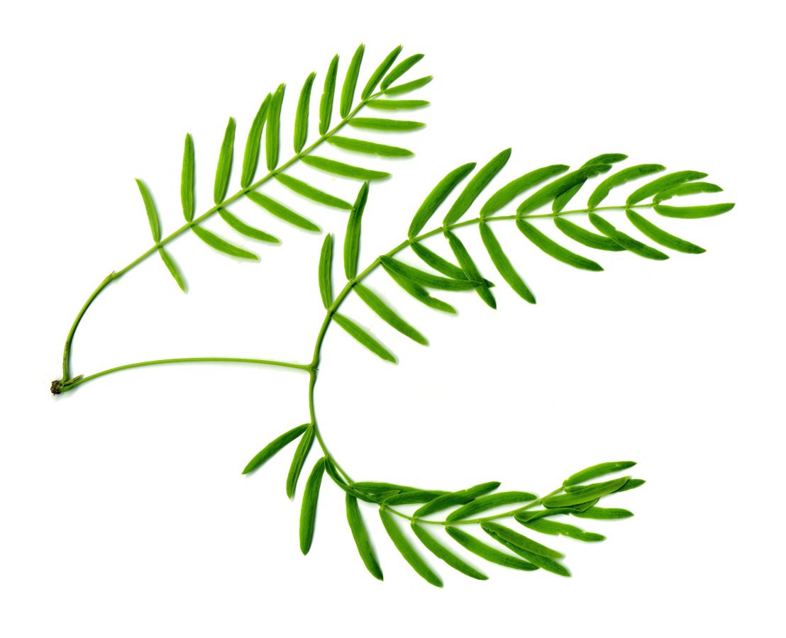 Honey Mesquite 1
