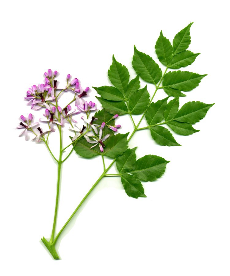 Chinaberry 1