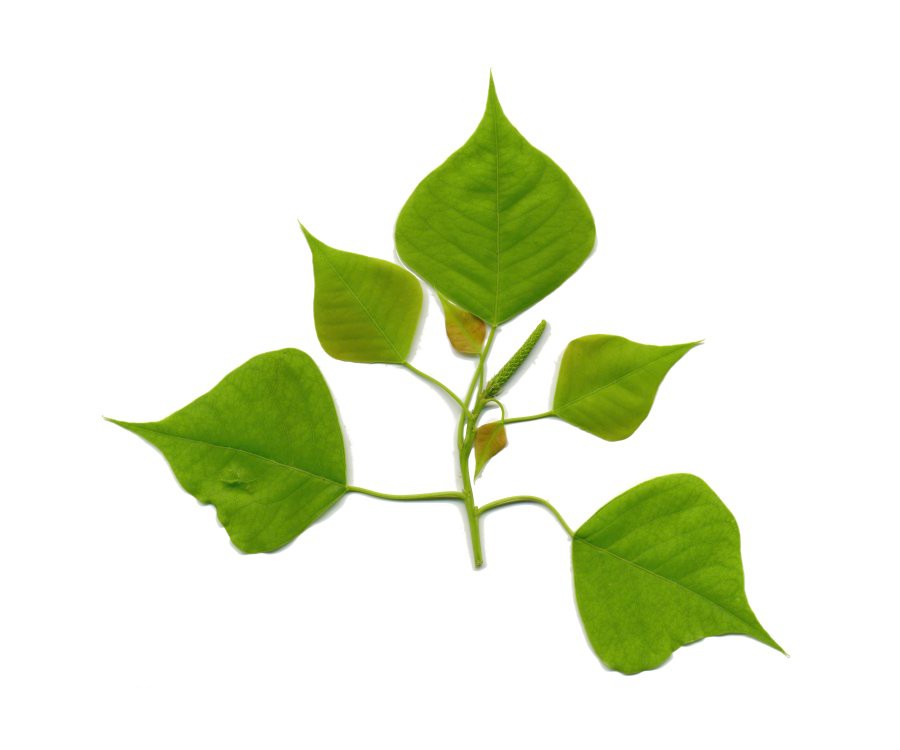Tallowtree