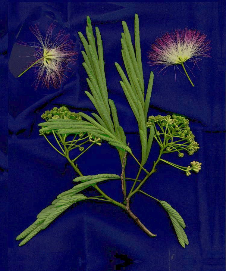 Mimosa Composition