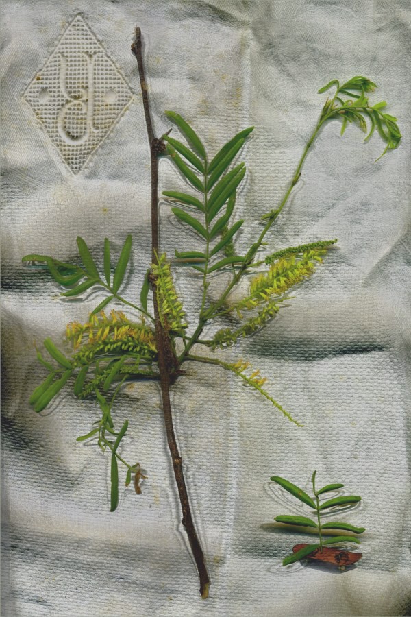 Honey Mesquite #2