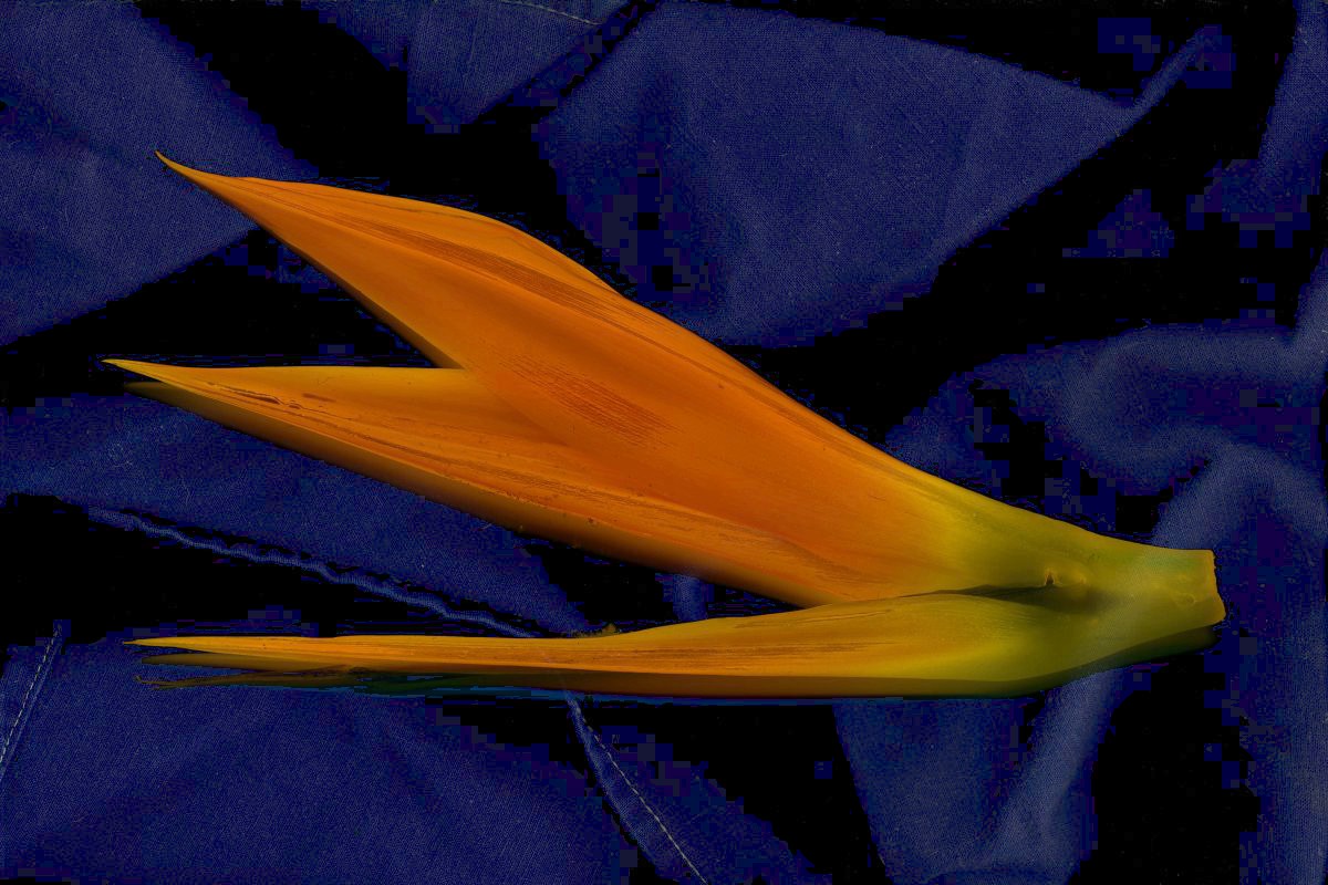 Bird of Paradise