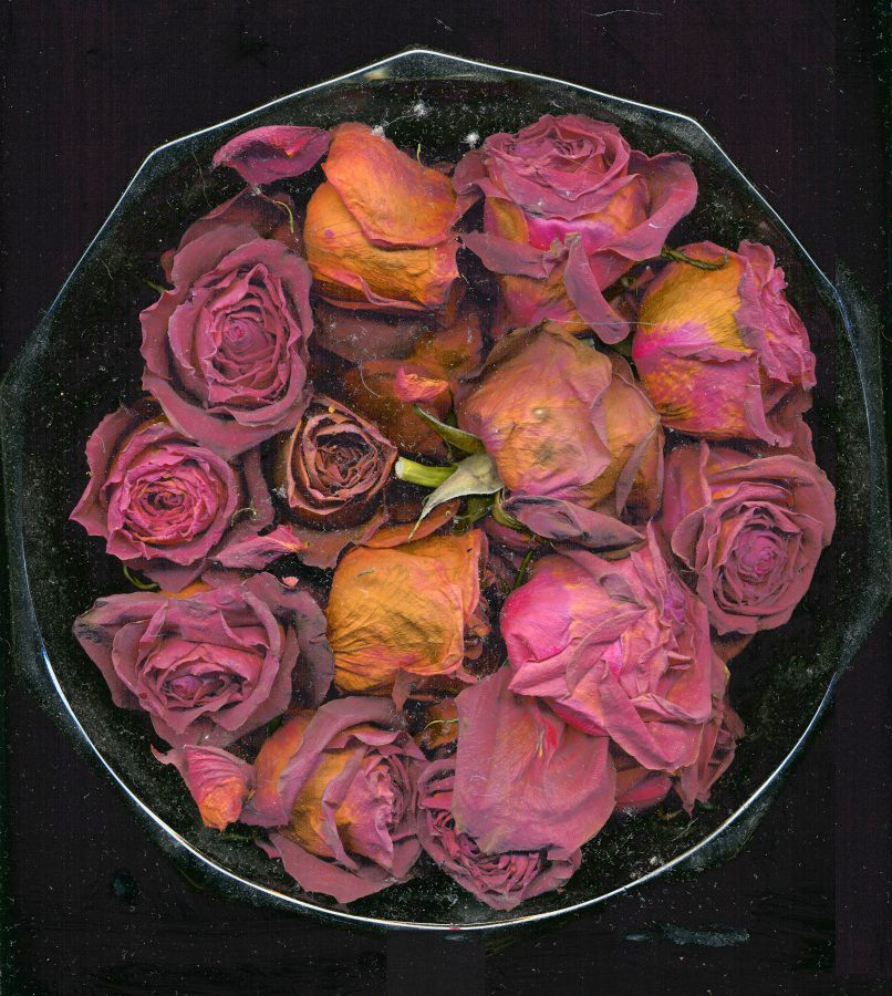 Bowl of Roses