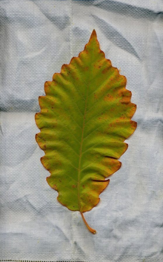 Chinkapin Oak