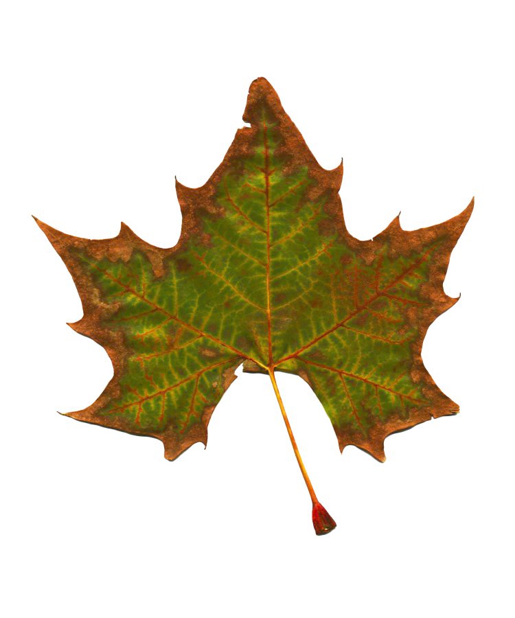 Sycamore #1