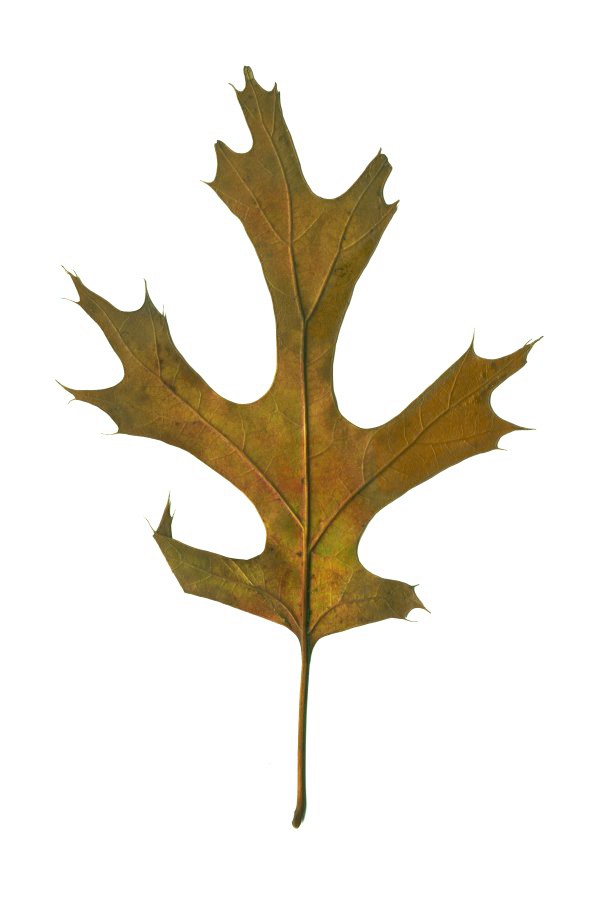 shumard_oak_122709_13.jpg
