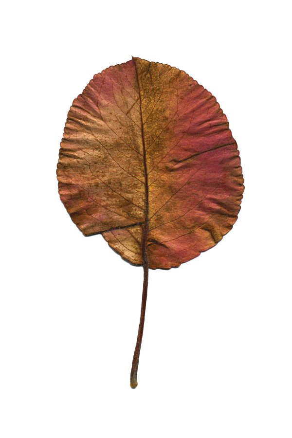 Ornamental Pear