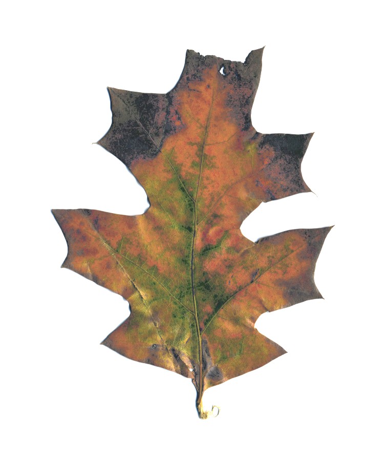TexasOak