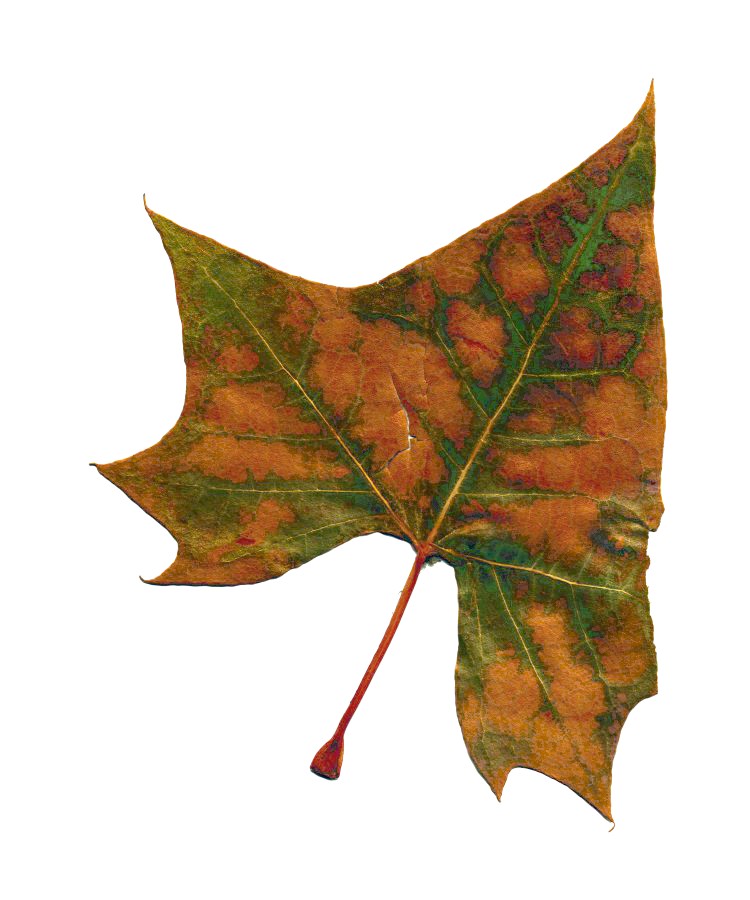 Sycamore #3