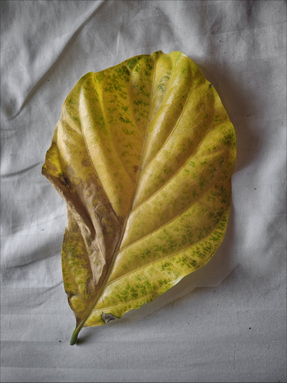 Hoian Leaf