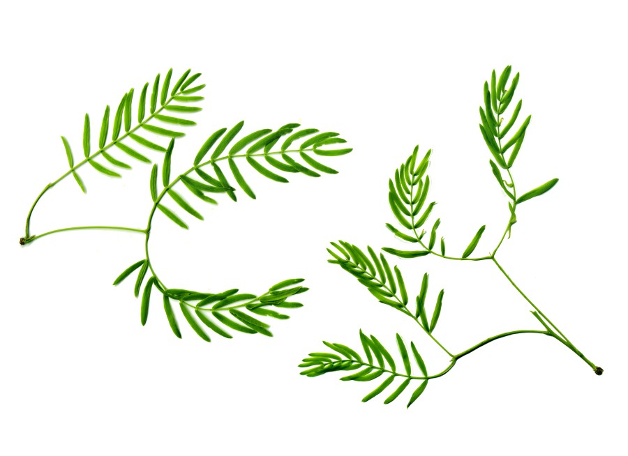 Honey Mesquite #3