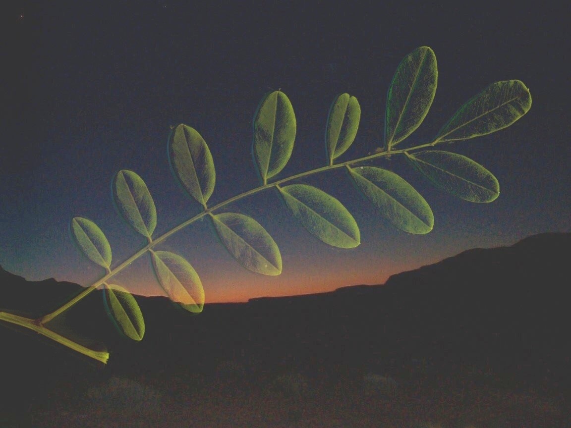 Venus and Mercury