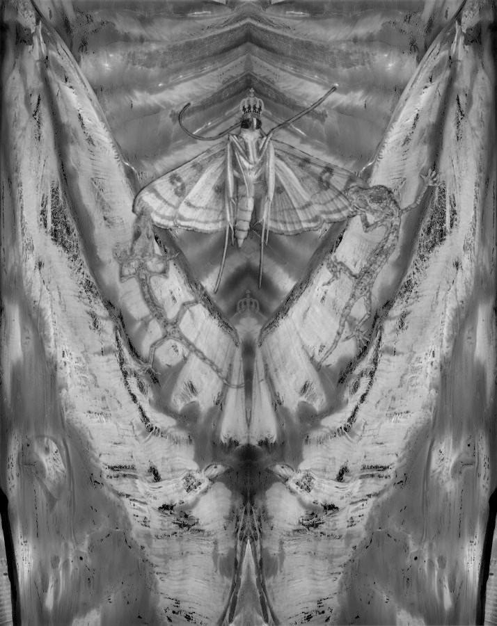 The Moth Queen's Wedding