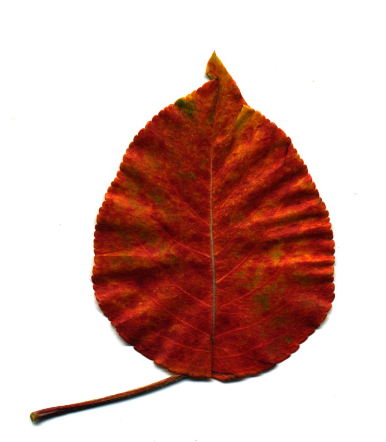 Ornamental Pear #2 