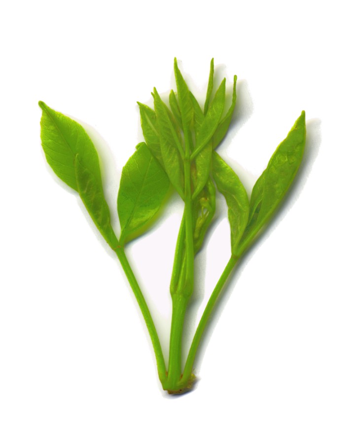 Intermediate Stage Pecan Leaf Buds