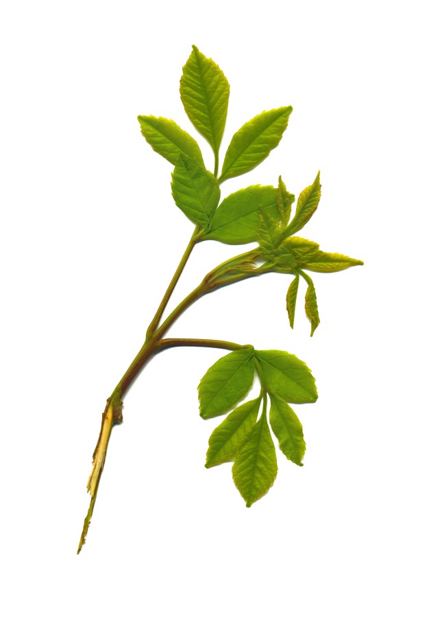 Late Stage Pecan Leaf Buds