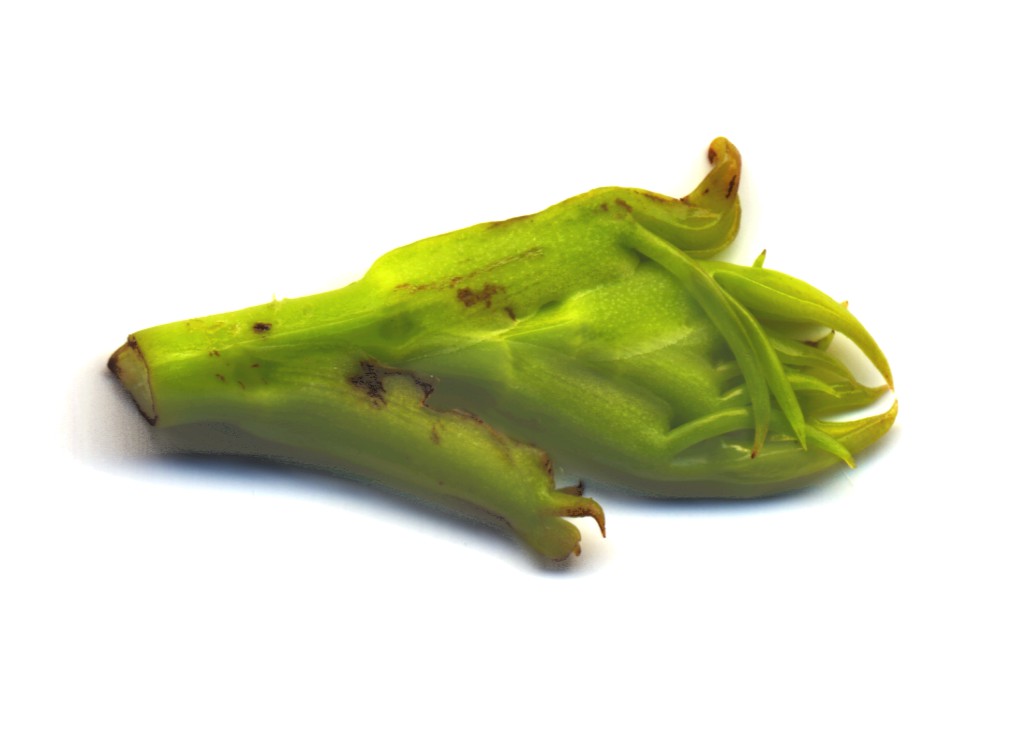 Pecan Leaf Bud Nascent