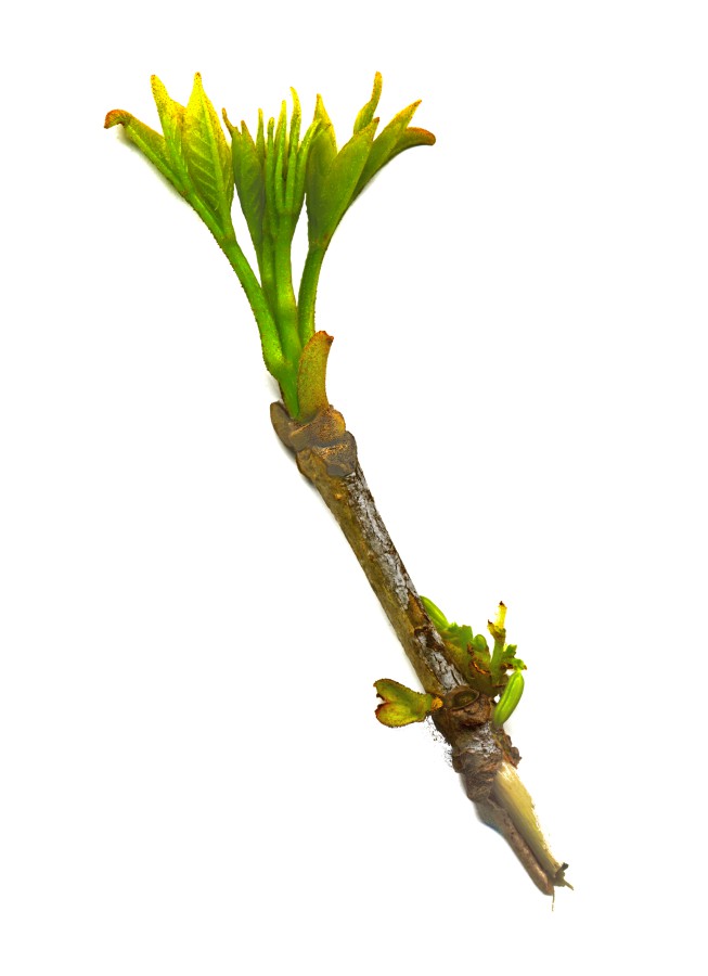 Pecan Leaf Buds Early