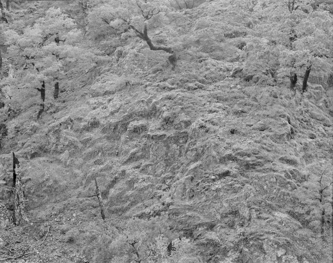 Hillside with Scrub Oaks