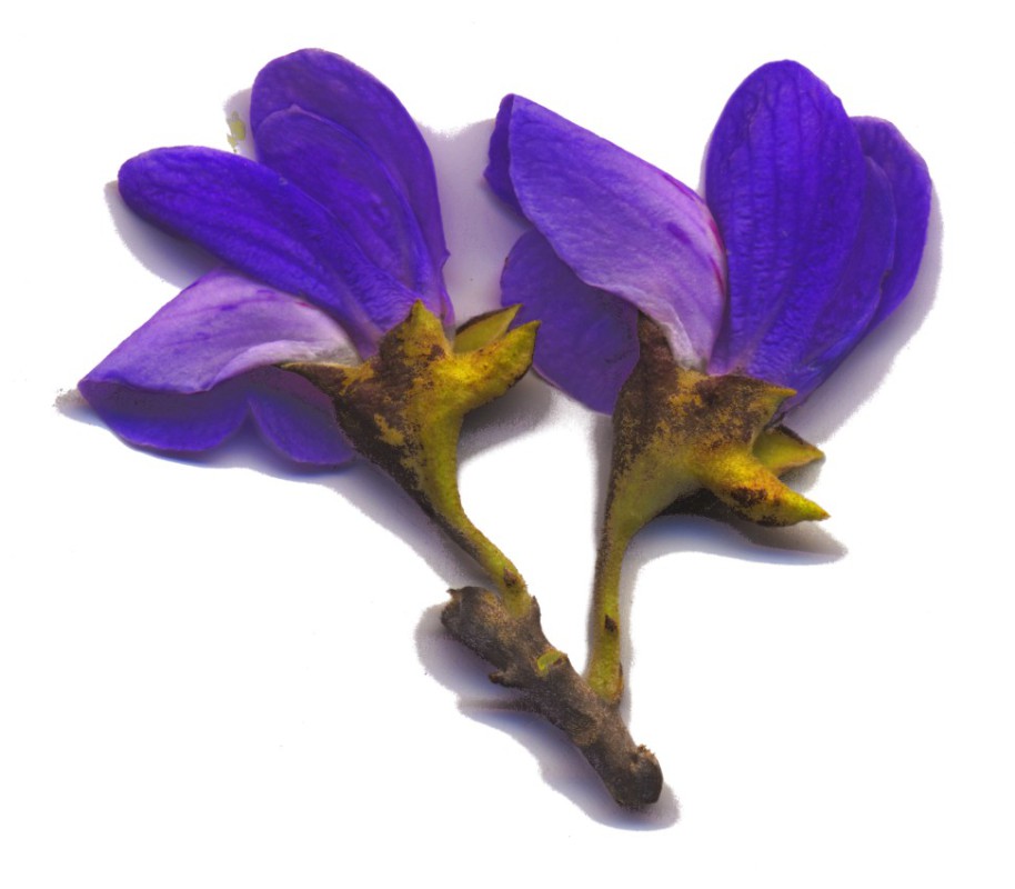 Texas Mountain Laurel